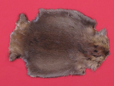 Picture of this lot Tanned Legholes Split Beaver Hides, Furs, Pelts, Skins