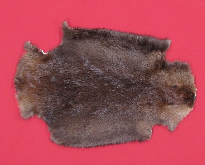 Picture of this lot Tanned Legholes Split Beaver Hides, Furs, Pelts, Skins