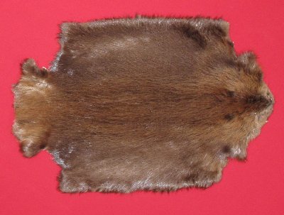 Picture of this lot Tanned Legholes Split Beaver Hides, Furs, Pelts, Skins
