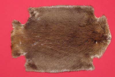Picture of this lot Tanned Legholes Split Beaver Hides, Furs, Pelts, Skins