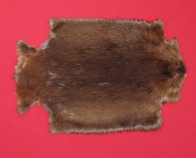 Picture of this lot Tanned Legholes Split Beaver Hides, Furs, Pelts, Skins