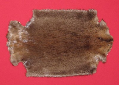 Picture of this lot Tanned Legholes Split Beaver Hides, Furs, Pelts, Skins