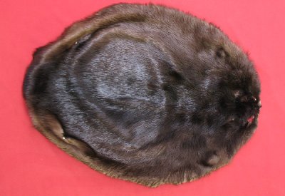 Picture of this lot Tanned Round Beaver Hides, Furs, Pelts, Skins