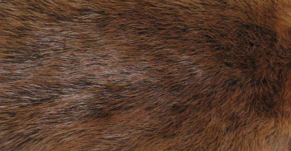 Tanned Furs BEAVER ROUND (61621924)