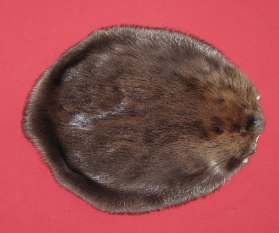 Picture of this lot Tanned Round Beaver Hides, Furs, Pelts, Skins