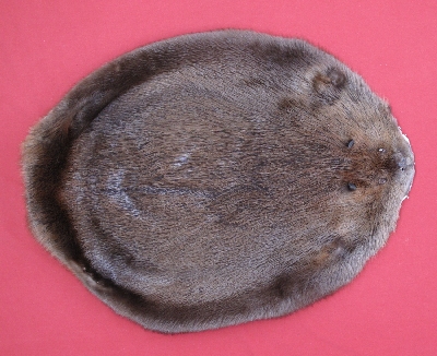 Picture of this lot Tanned Round Beaver Hides, Furs, Pelts, Skins