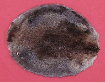 Picture of this lot Tanned Round Beaver Hides, Furs, Pelts, Skins