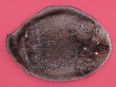 Picture of this lot Tanned Round Beaver Hides, Furs, Pelts, Skins