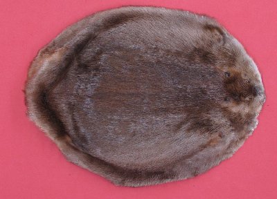 Picture of this lot Tanned Round Beaver Hides, Furs, Pelts, Skins