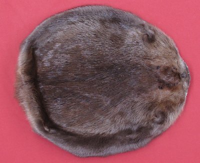 Picture of this lot Tanned Round Beaver Hides, Furs, Pelts, Skins