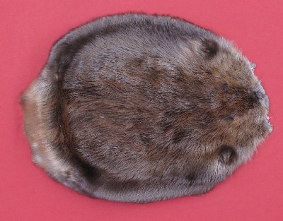 Picture of this lot Tanned Round Beaver Hides, Furs, Pelts, Skins
