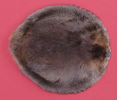 Picture of this lot Tanned Round Beaver Hides, Furs, Pelts, Skins