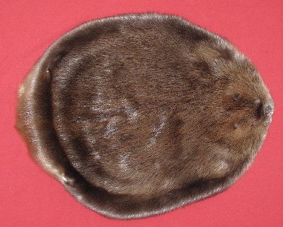 Picture of this lot Tanned Round Beaver Hides, Furs, Pelts, Skins