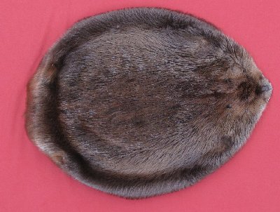 Picture of this lot Tanned Round Beaver Hides, Furs, Pelts, Skins