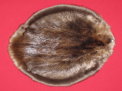 Picture of this lot Tanned Round Beaver Hides, Furs, Pelts, Skins