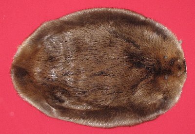 Picture of this lot Tanned Round Beaver Hides, Furs, Pelts, Skins