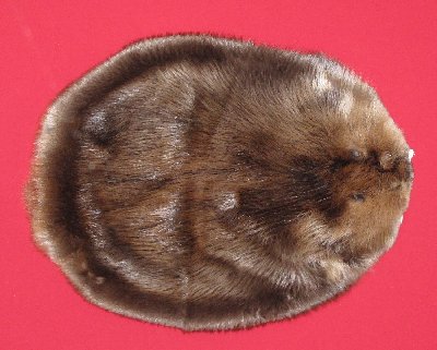 Picture of this lot Tanned Round Beaver Hides, Furs, Pelts, Skins