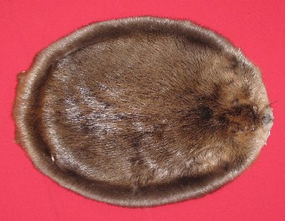 Picture of this lot Tanned Round Beaver Hides, Furs, Pelts, Skins