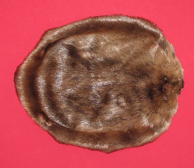 Picture of this lot Tanned Round Beaver Hides, Furs, Pelts, Skins