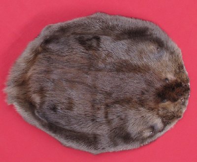 Picture of this lot Tanned Round Beaver Hides, Furs, Pelts, Skins
