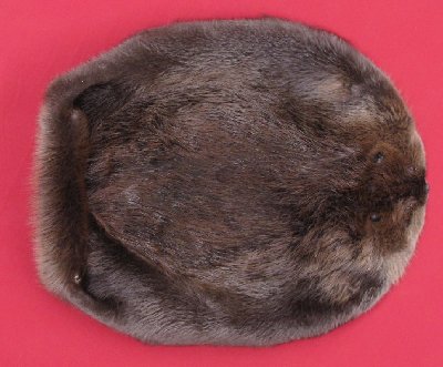 Picture of this lot Tanned Round Beaver Hides, Furs, Pelts, Skins