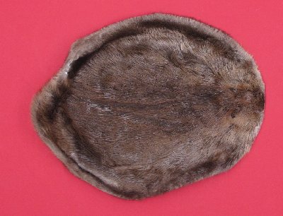 Picture of this lot Tanned Round Beaver Hides, Furs, Pelts, Skins