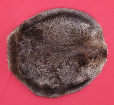 Picture of this lot Tanned Round Beaver Hides, Furs, Pelts, Skins