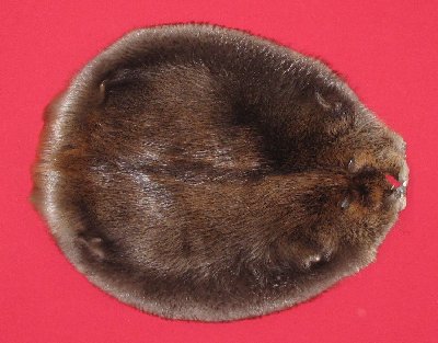 Picture of this lot Tanned Round Beaver Hides, Furs, Pelts, Skins