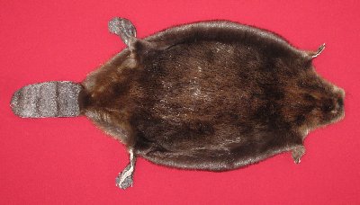 Picture of this lot Tanned Round Beaver Hides, Furs, Pelts, Skins