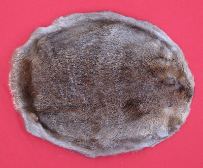 Picture of this lot Tanned Round Beaver Hides, Furs, Pelts, Skins