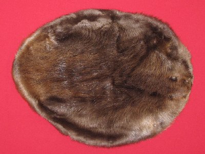Picture of this lot Tanned Round Beaver Hides, Furs, Pelts, Skins