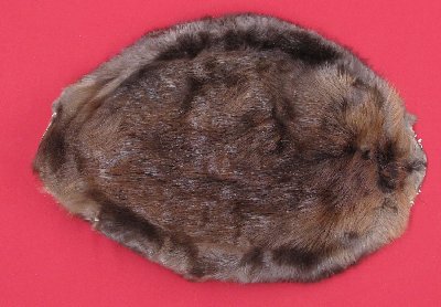 Picture of this lot Tanned Round Beaver Hides, Furs, Pelts, Skins