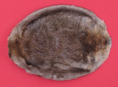 Picture of this lot Tanned Round Beaver Hides, Furs, Pelts, Skins