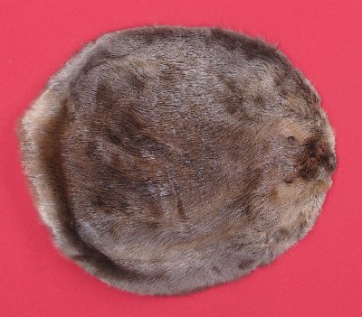 Picture of this lot Tanned Round Beaver Hides, Furs, Pelts, Skins