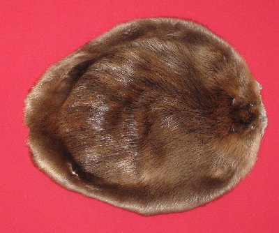 Picture of this lot Tanned Round Beaver Hides, Furs, Pelts, Skins