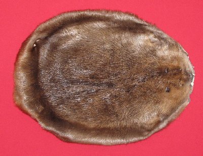 Picture of this lot Tanned Round Beaver Hides, Furs, Pelts, Skins