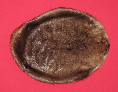 Picture of this lot Tanned Round Beaver Hides, Furs, Pelts, Skins