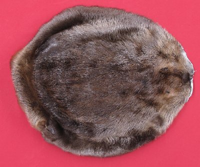 Picture of this lot Tanned Round Beaver Hides, Furs, Pelts, Skins