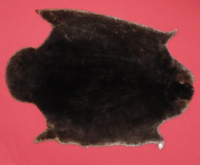 Picture of this lot Tanned Plucked and Sheared Beaver Hides, Furs, Pelts, Skins