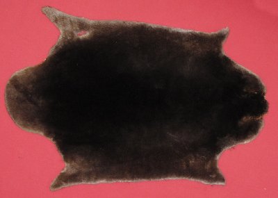 Picture of this lot Tanned Plucked and Sheared Beaver Hides, Furs, Pelts, Skins
