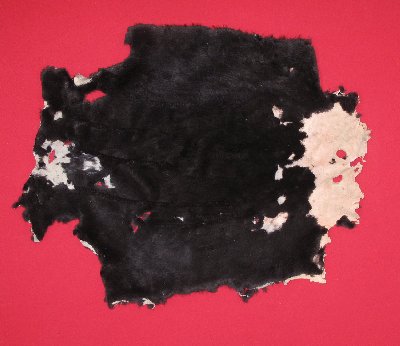 Picture of this lot Tanned Plucked and Sheared Beaver Hides, Furs, Pelts, Skins