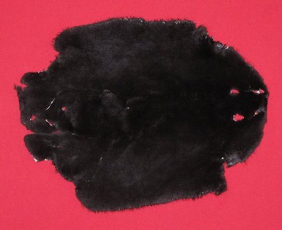 Picture of this lot Tanned Plucked and Sheared Beaver Hides, Furs, Pelts, Skins