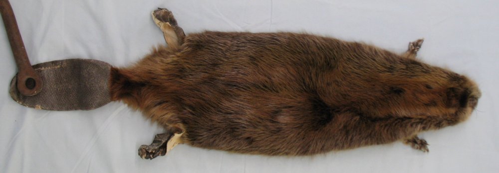 beaver tail taxidermy