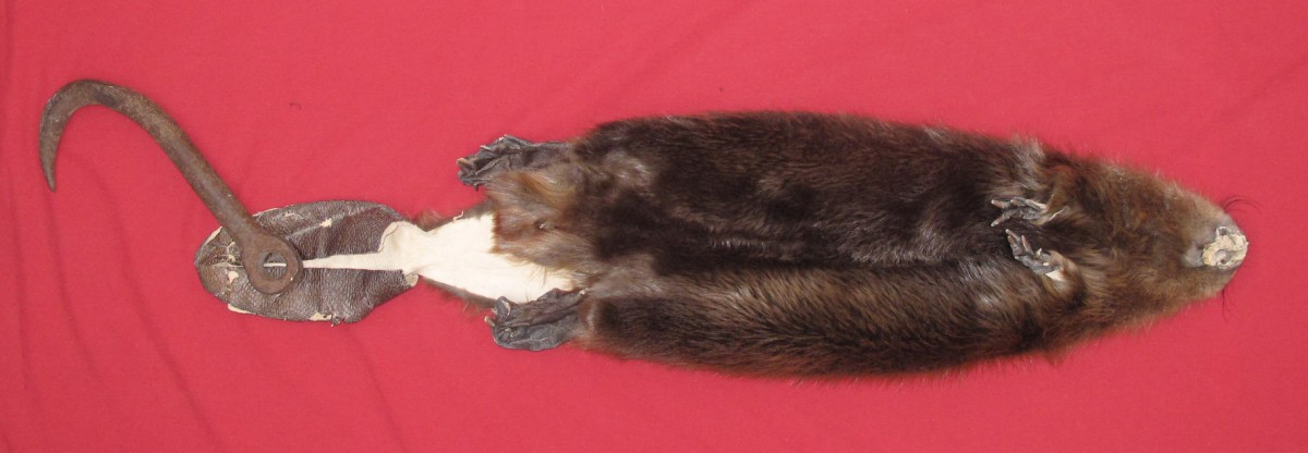 foxy beaver taxidermy