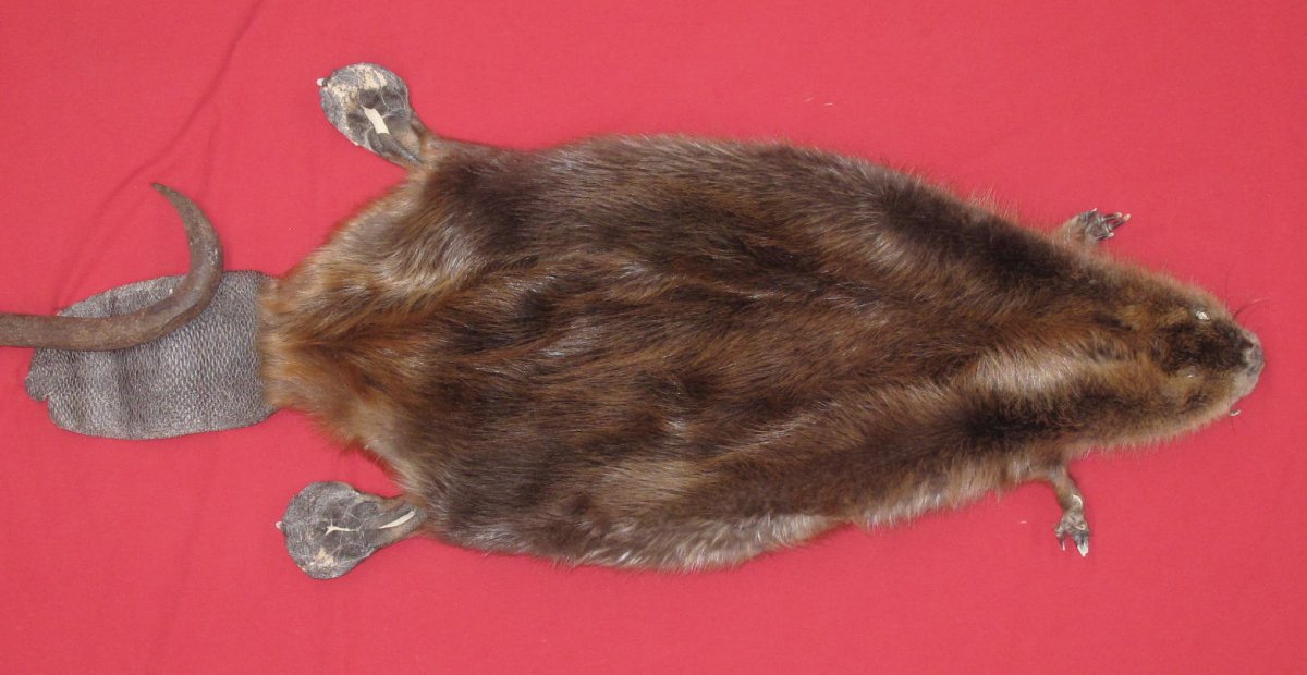 tails taxidermy beaver dam