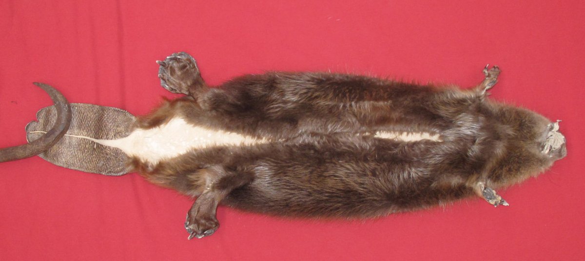 tails taxidermy beaver dam