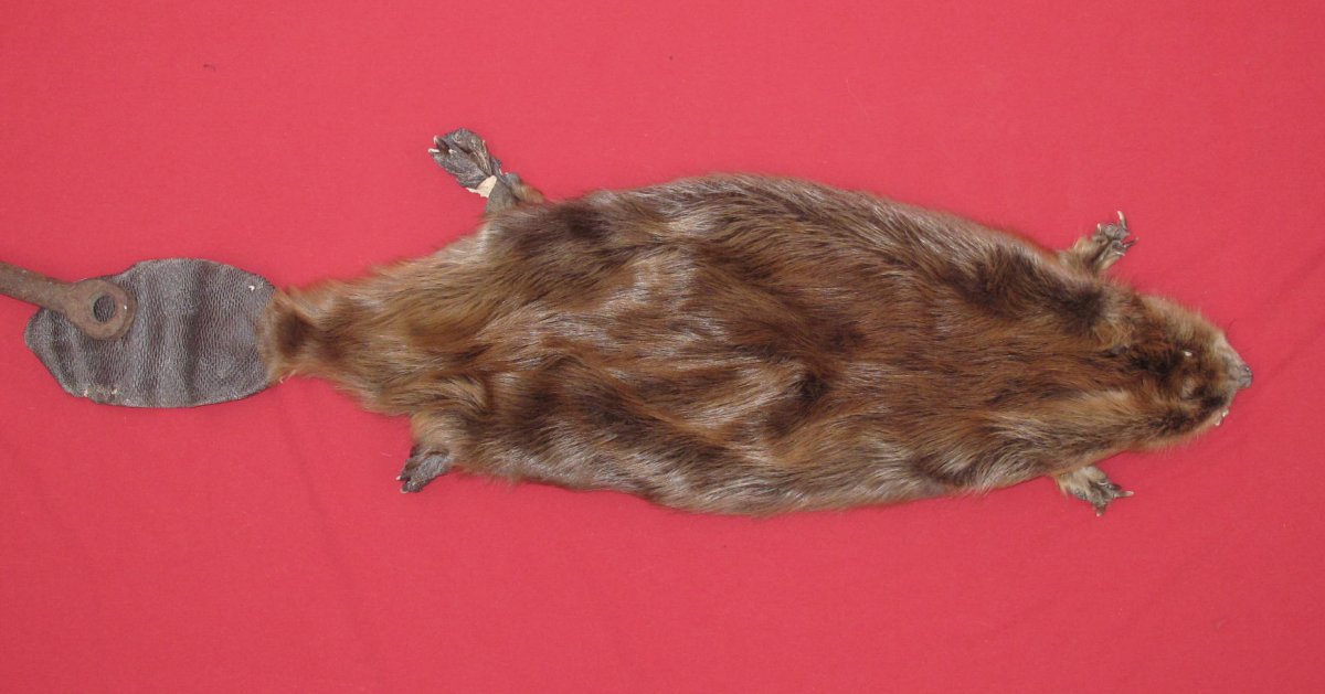 tails taxidermy beaver dam