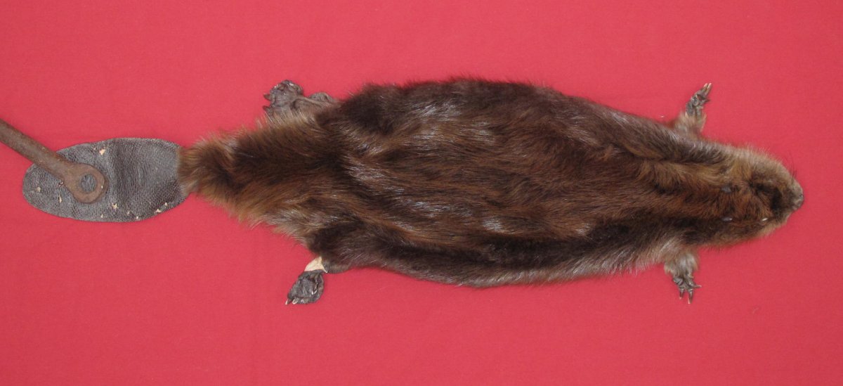 tails taxidermy beaver dam