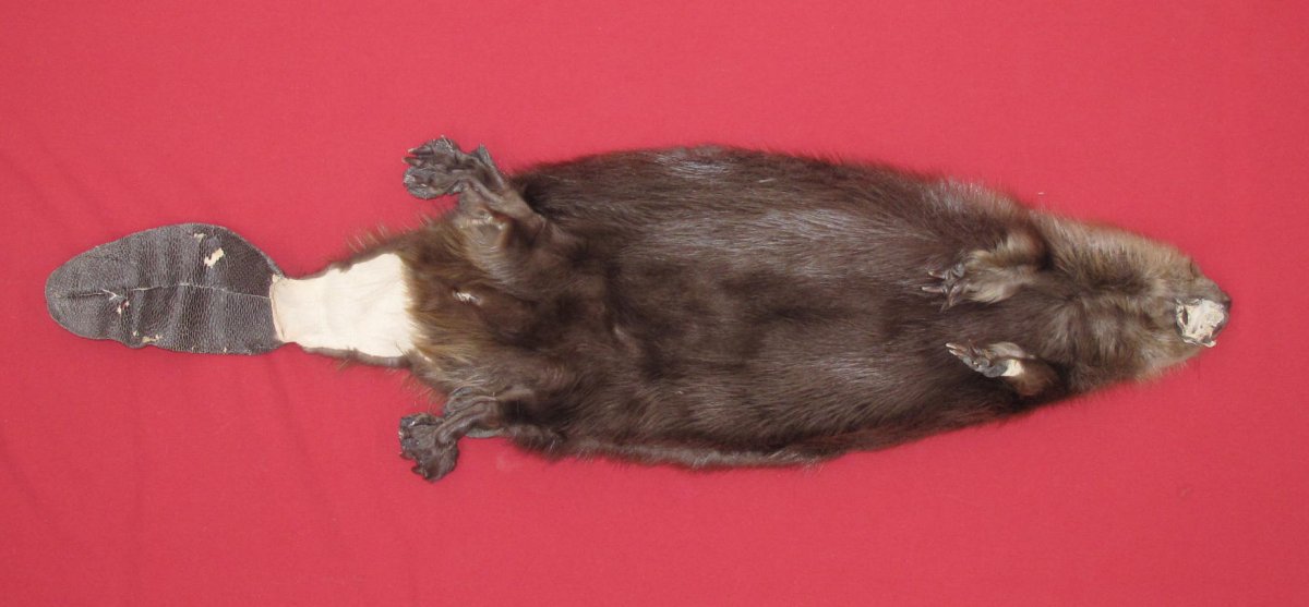 tails taxidermy beaver dam