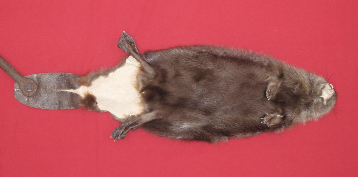 foxy beaver taxidermy